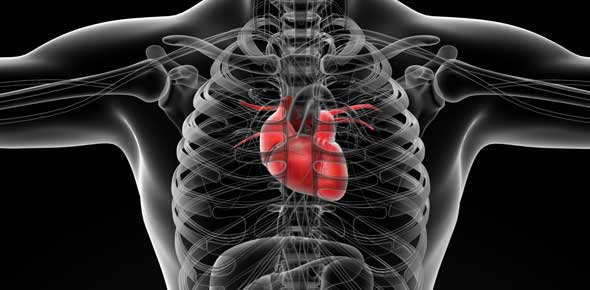 Chapter 21 Cardiovascular System