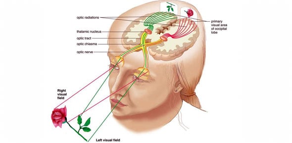 Vestibular System Quizzes & Trivia