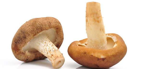 Mushroom Quizzes & Trivia