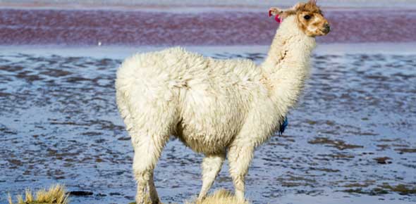 Llama Quizzes & Trivia