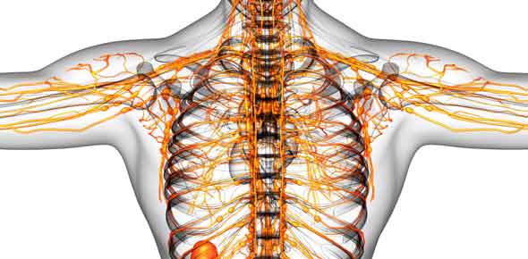 Lymphatic System Exam Practice Quiz