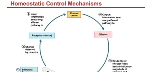 Homeostasis Quizzes & Trivia