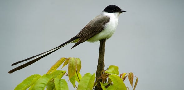 Ornithology Quizzes & Trivia