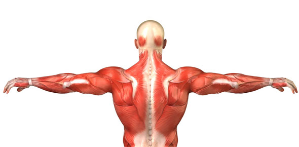 Np Test 5: Musculoskeletal