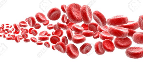 What Is The Average Lifespan Of A Red Blood Cell?