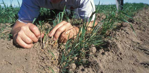 A Trivia Quiz For Soil Enthusiasts!