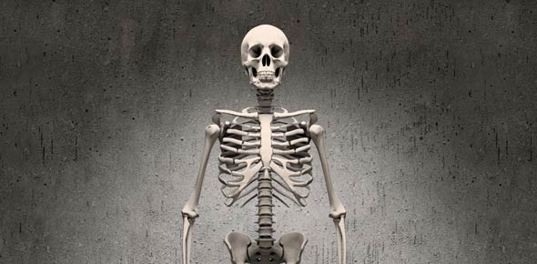 Learn About The Skeletal System