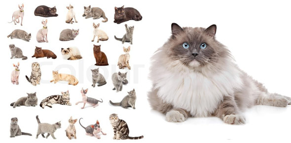 cat breed selector