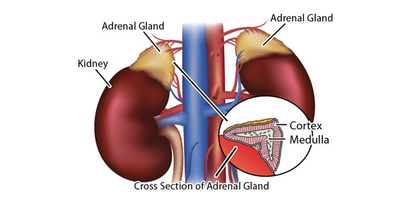 Adrenal Gland Quizzes & Trivia