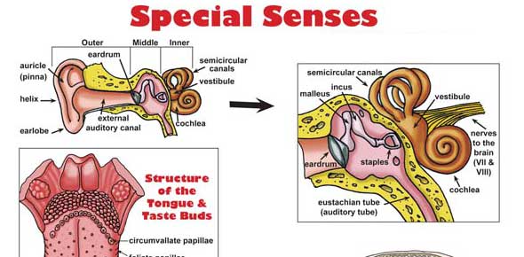 Special Senses Quizzes & Trivia