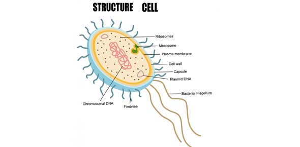 Cell Structure Quizzes & Trivia