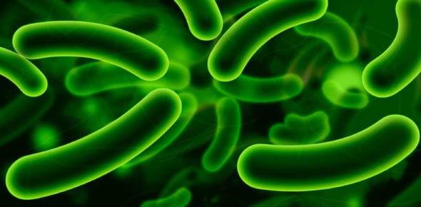 Bacteria Quizzes & Trivia