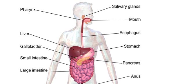 Digestion Quizzes & Trivia