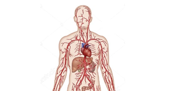 Vascular System Quizzes & Trivia
