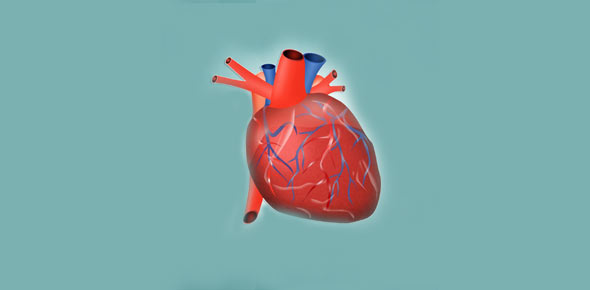 Heart Anatomy Quizzes & Trivia