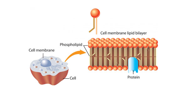 Cell Membrane As Level