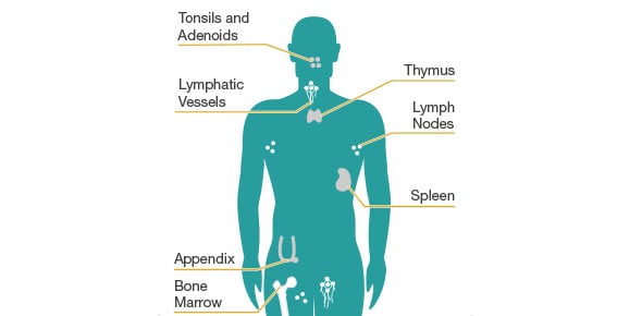 Quiz For Lecture 3 - Components Of The Adaptive Immune System