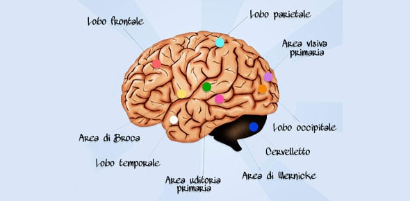 Parts of the Brain