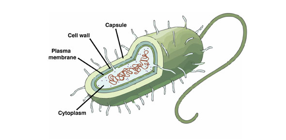 Prokaryote Quizzes & Trivia