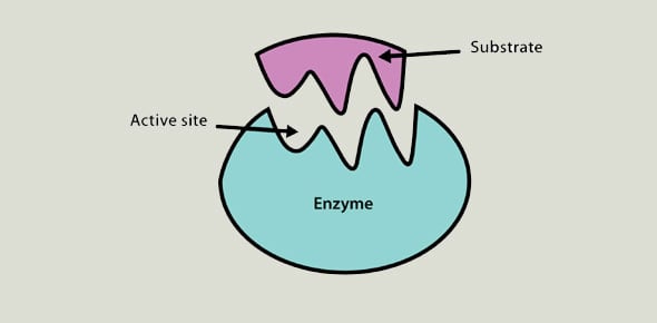 Enzyme Quizzes & Trivia