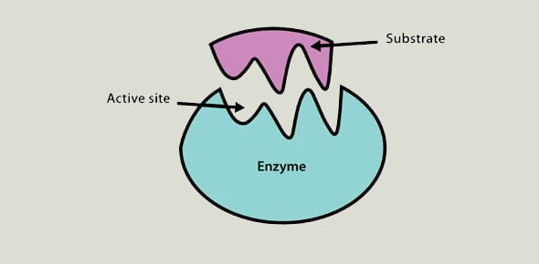 Enzyme Catalysis Quiz Questions