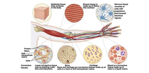 Cartilage Quizzes & Trivia