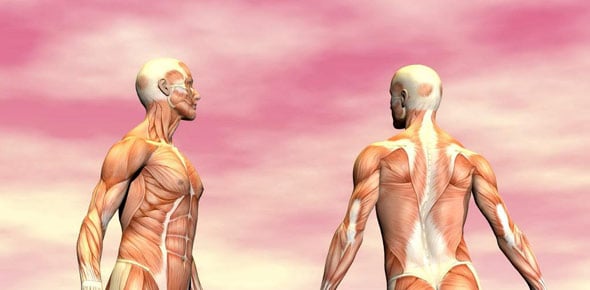 Muscle Tissue Quizzes & Trivia