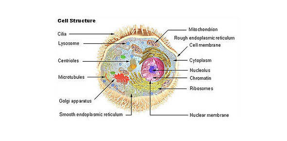 Biology Chapter 3 Cellular Organisation