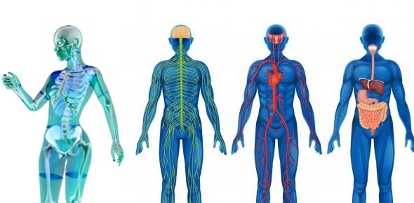 Unit 2 Quiz - Basic Anatomy And Physiology