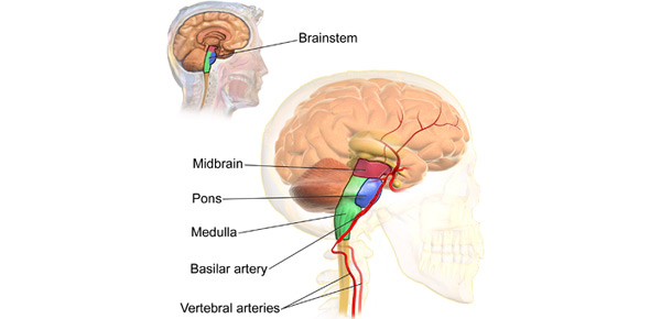 Brainstem Quizzes & Trivia