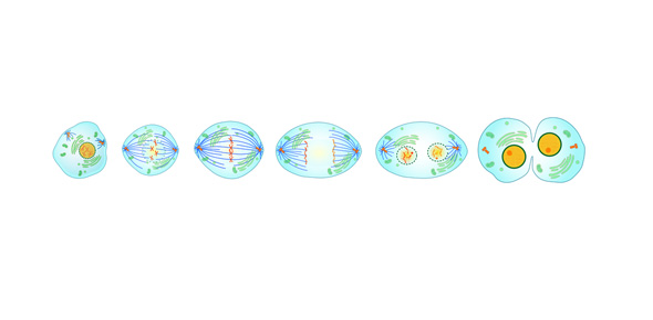 Definition of mitosis in biology quiz