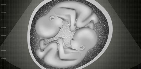 Embryo Quizzes & Trivia