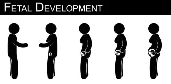 Fetal Development Quizzes & Trivia