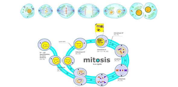 Mitosis And Meiosis Quizzes & Trivia