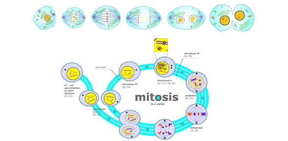 Similarities and differences between mitosis and meiosis