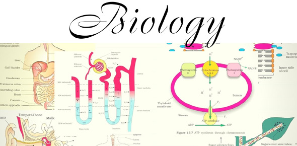 Biology Chapter 9 Quiz