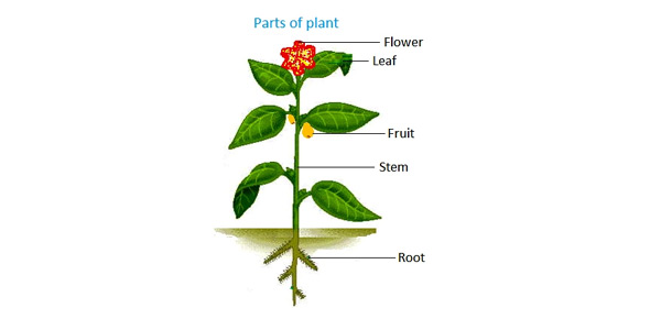 Parts Of Plant Quizzes & Trivia