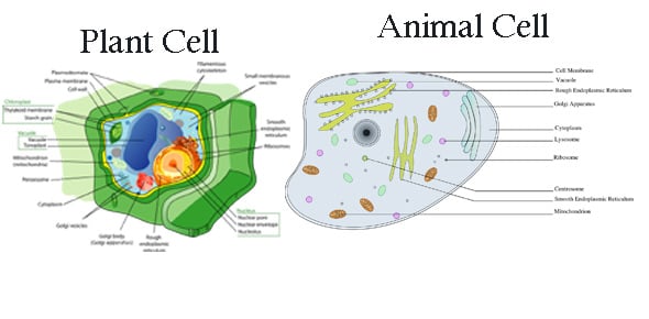 Year 9 Plant And Animal Cells ProProfs Quiz