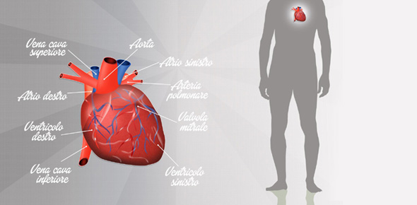 Human Heart Quizzes & Trivia