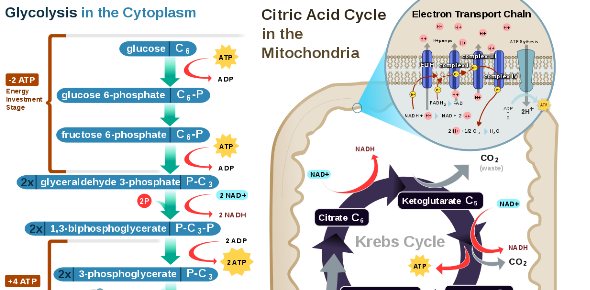 Cellular Respiration Quizzes & Trivia