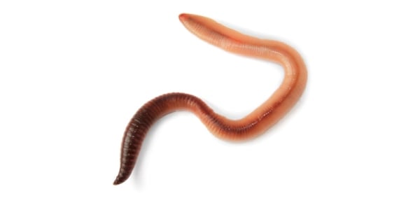 Flatworm Quizzes & Trivia