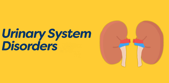 Urinary System Disorders NCLEX Quizzes & Trivia