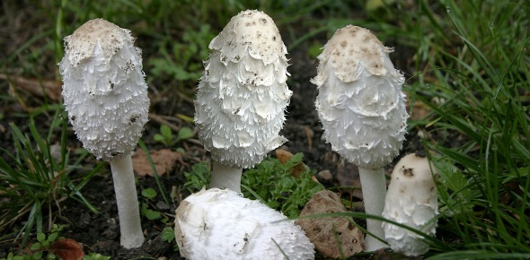 Mycology Quizzes & Trivia