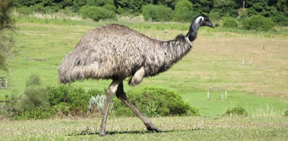 Emu Quizzes & Trivia