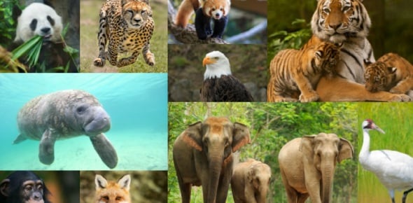 Endangered Species Quizzes & Trivia