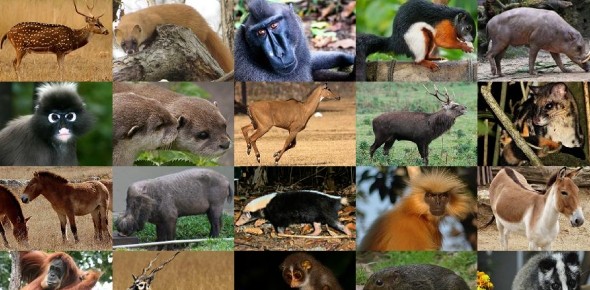 Animal Knowledge Quizzes & Trivia