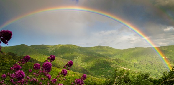 Purple Rainbow Consumer Health Quiz