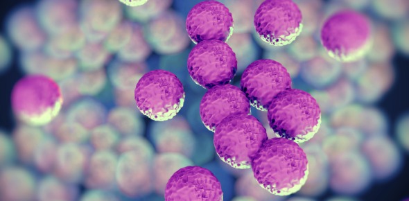 Staphylococcus Quizzes & Trivia