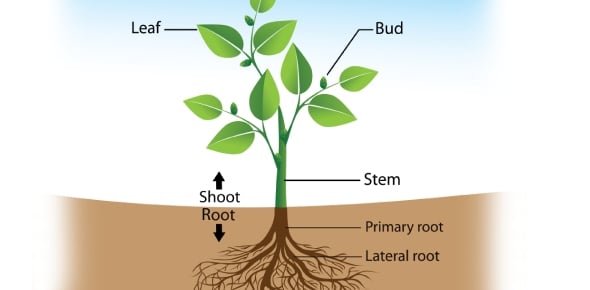 Plant Structure Quizzes & Trivia
