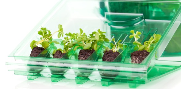 Plant Transport Quizzes & Trivia